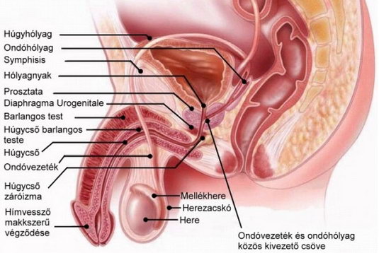 a pénisz izgatásának szakaszai